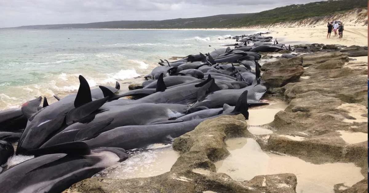 วาฬ 150 ตัวตายปริศนา เกยตื้นหาดในออสเตรเลีย