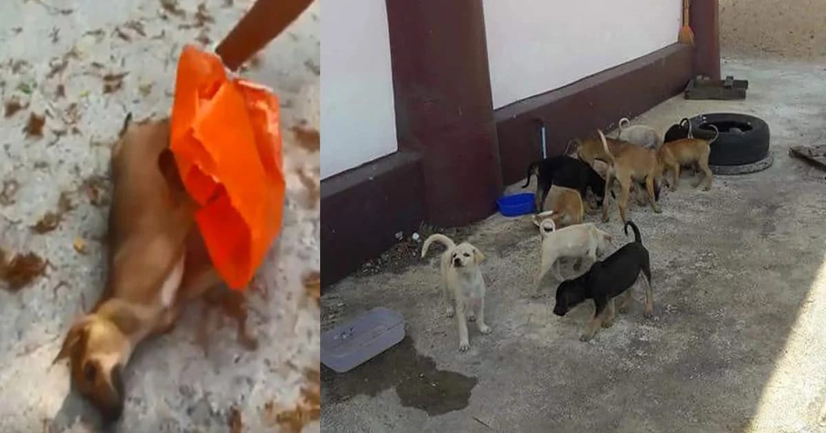 สสจ.เมืองคอนเฝ้าระวัง 86 คน เสี่ยงโรคพิษสุนัขบ้า หลังสัมผัสสุนัขติดเชื้อ