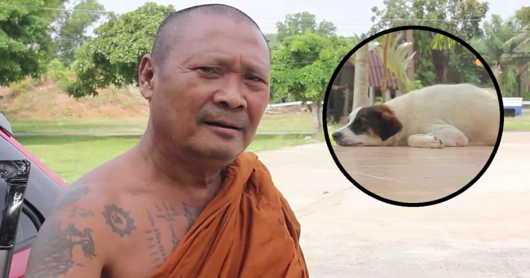 เจ้าอาวาสเซ็ง สุนัขในวัดทยอยตายกว่า 40 ตัว แจ้งหน่วยงานตรวจสอบกลับเงียบ