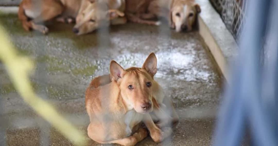 ควบคุมเขตสวนหลวง หลังพบสุนัขติดเชื้อบ้าตาย ลือ! อธิบดีปศุสัตว์ ขอย้าย