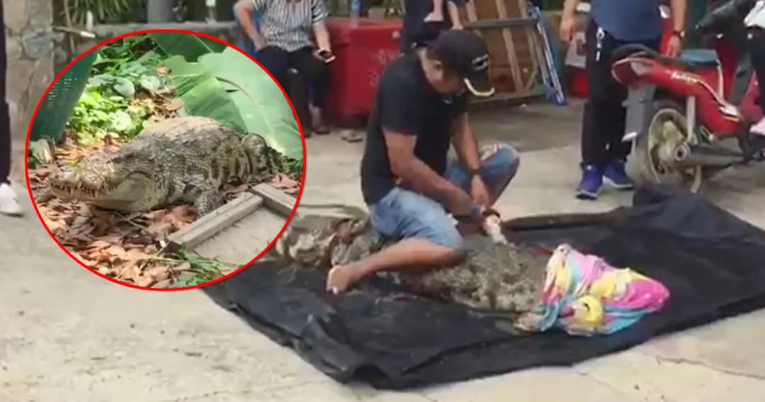 ชาวบ้านผวา ! จระเข้วัดบึงราชาวาสหลุดเข้าบ้านคน นอนจ้องเด็กเล่นน้ำ