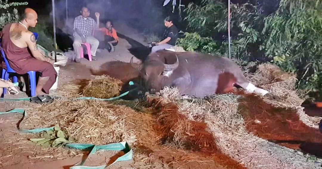 ควายท้องแก่ถูกรถชนสาหัสที่โคราช ได้ชื่อใหม่ “แม่การะเกด”