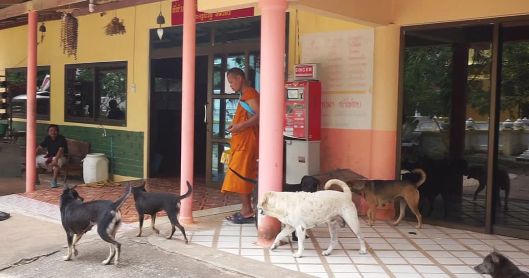 หวั่น ‘พิษสุนัขบ้า’ หลังสุนัขตายยกวัด ที่แท้ลำไส้อักเสบ-หัด