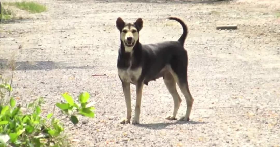 พรุ่งนี้เริ่มสอบ ทุจริตจัดซื้อวัคซีน ‘พิษสุนัขบ้า’