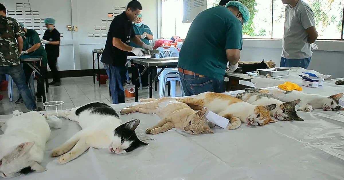 เชียงราย เร่งฉีดวัคซีน ‘หมาแมว’ กว่าแสนตัว หลัง ‘พิษสุนัขบ้า’ ระบาด