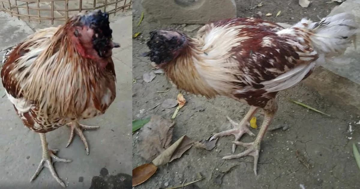 พบ ‘ไก่วัดประหลาด’ หัวหาย แต่ไม่ตาย