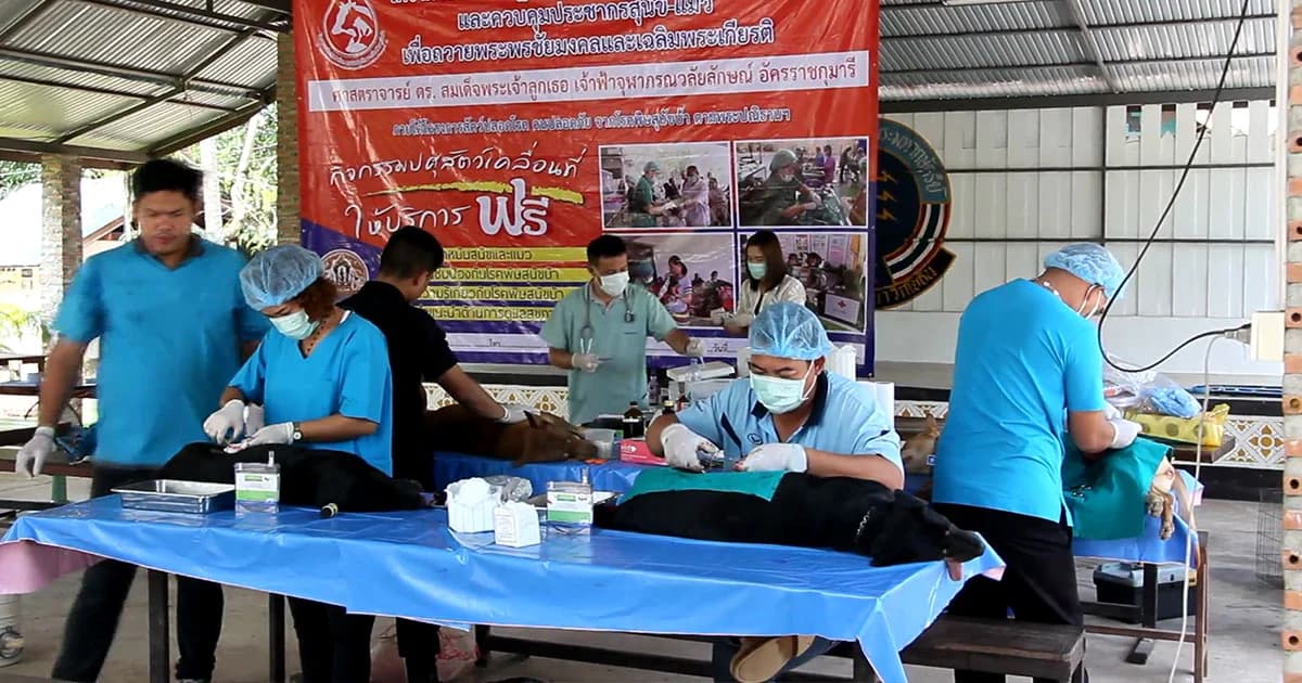 ปศุสัตว์ตราด ชงสร้าง ‘แหล่งพักพิงหมาแมว’ ป้องกันพิษสุนัขบ้า