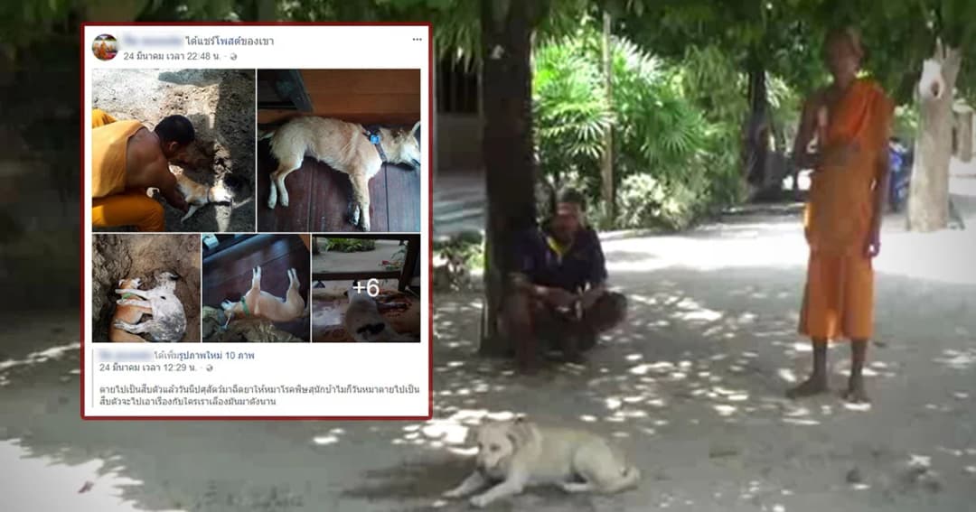 ลำไส้อักเสบรุนแรงในสุนัขระบาด วัดนครศรีฯที่แรกตายรวด17ตัว