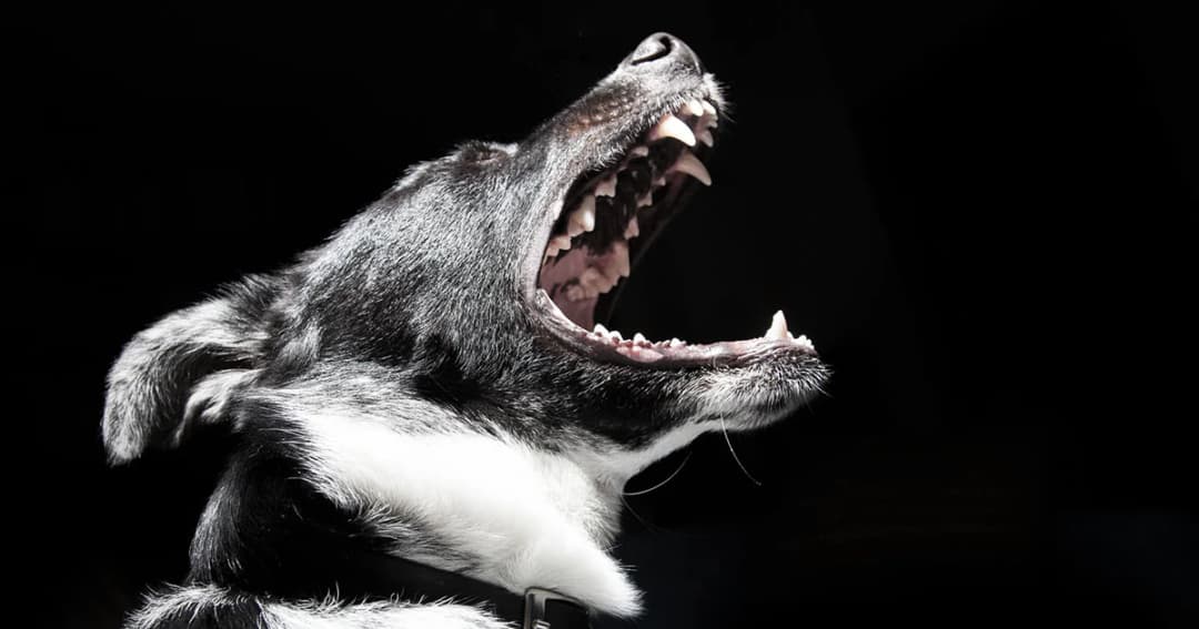 โคราชประกาศ เขตพิษสุนัขบ้าระบาดเพิ่ม 2 ตำบล