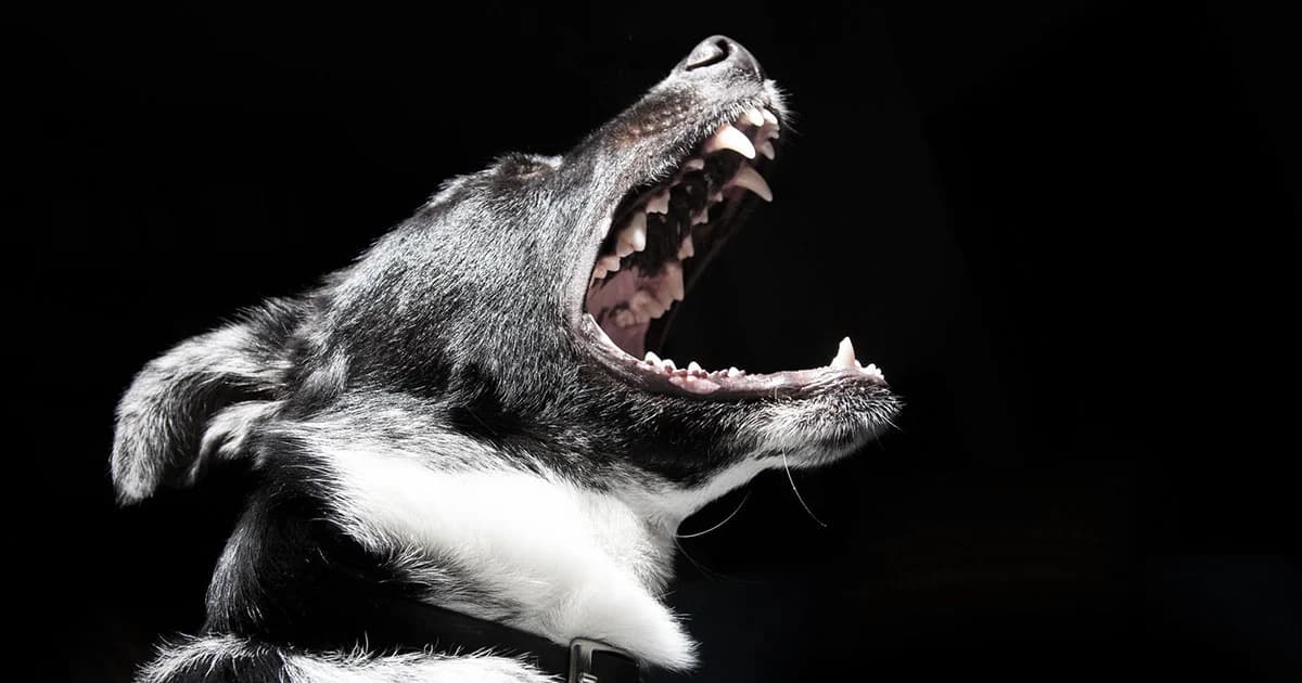 โคราชประกาศ เขตพิษสุนัขบ้าระบาดเพิ่ม 2 ตำบล