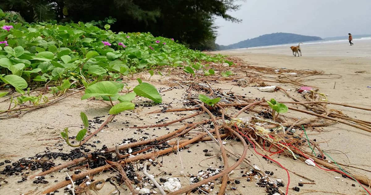 ซ้ำซาก ! คราบน้ำมันเกลื่อนหาดแม่รำพึง คาดเรือประมงลอบปล่อยลงทะเล