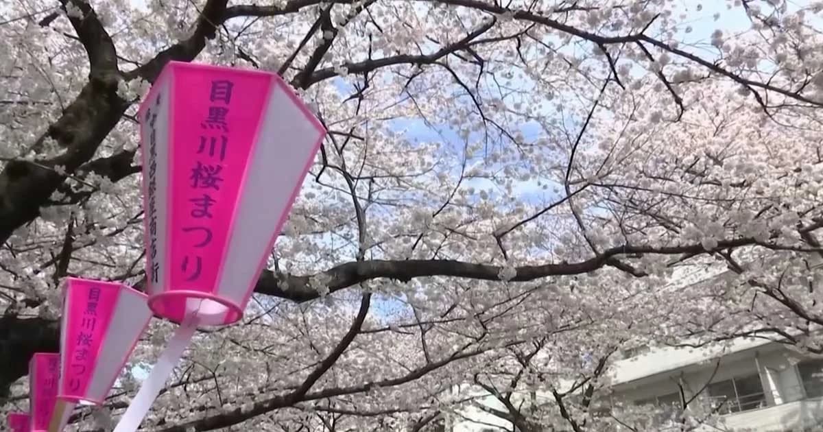 ซากุระบานสะพรั่งทั่วกรุงโตเกียว สัญลักษณ์เริ่มต้นฤดูใบไม้ผลิ