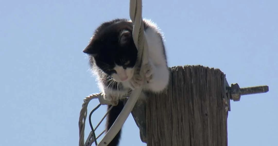 สหรัฐฯ ช่วยแมวจอมซน ปีนขึ้นไปบนเสาไฟฟ้า ค้างอยู่ 3 วัน