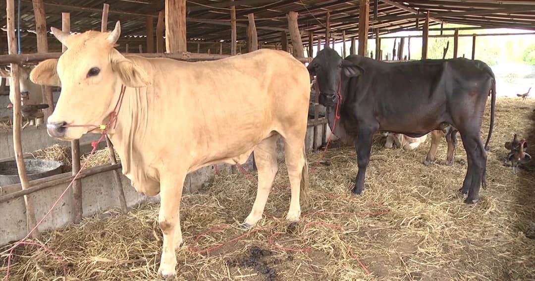 ‘สุรินทร์’ เร่งฉีดวัคซีนรัศมี 1 กม. หลังพบวัวตายติดเชื้อ ‘พิษสุนัขบ้า’