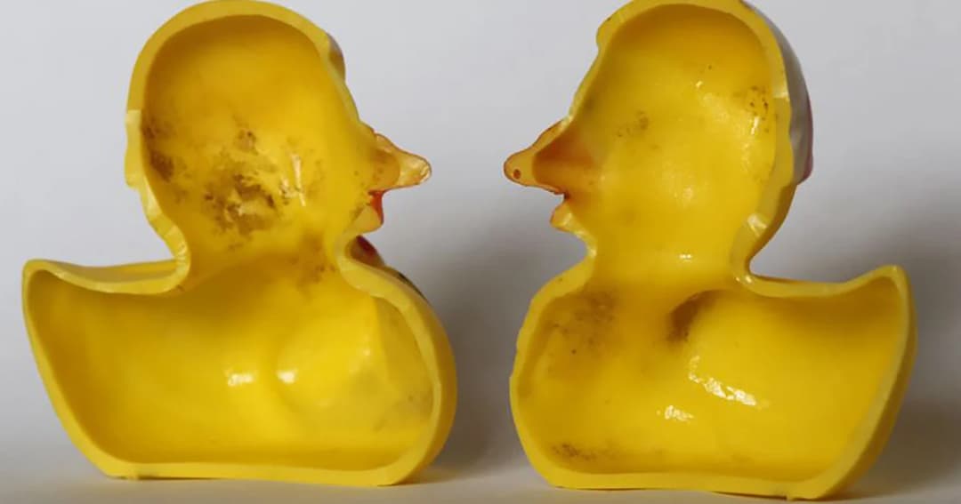 พบ ‘แบคทีเรีย-เชื้อรา’ กว่า 75 ล้านเซลล์ ในเป็ดยางสีเหลือง