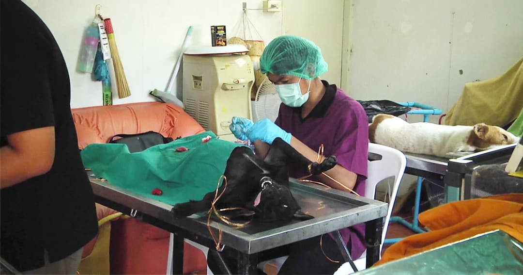 ขอนแก่น ฉีดวัคซีน-ฝังชิพสุนัขจรจัด ป้องกันพิษสุนัขบ้า