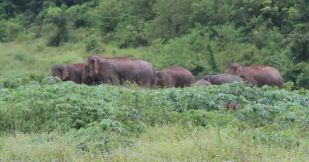 โขลงช้างป่ากว่า 70 ตัว บุกทำลายไร่มันสำปะหลัง