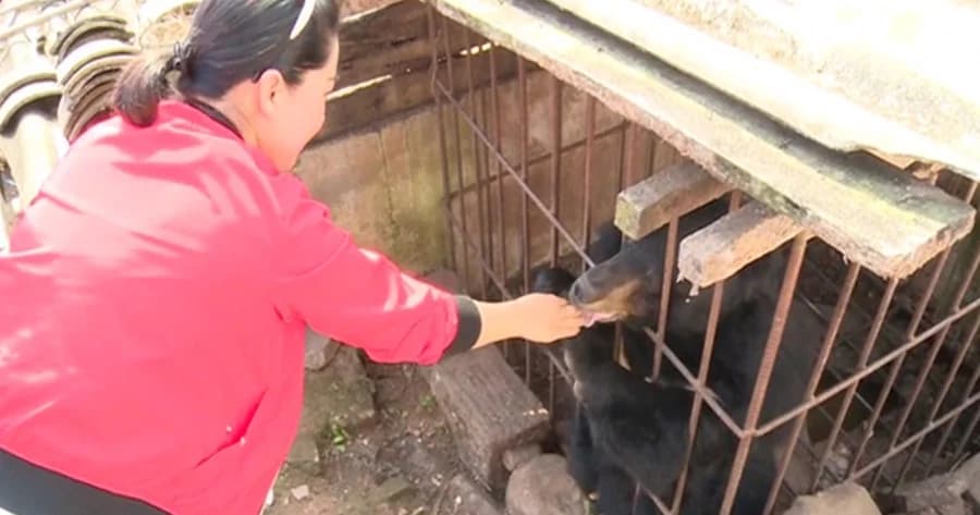 คิดว่าเป็นลูกหมาจึงเก็บมาเลี้ยง พอโตขึ้นกลับเป็นหมี