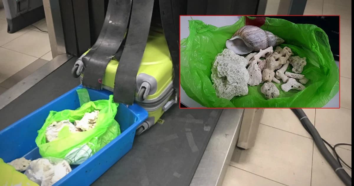 ตะลึง! พบนทท.ต่างชาติลอบขนปะการังขึ้นเครื่องจากทะเลมาเชียงใหม่