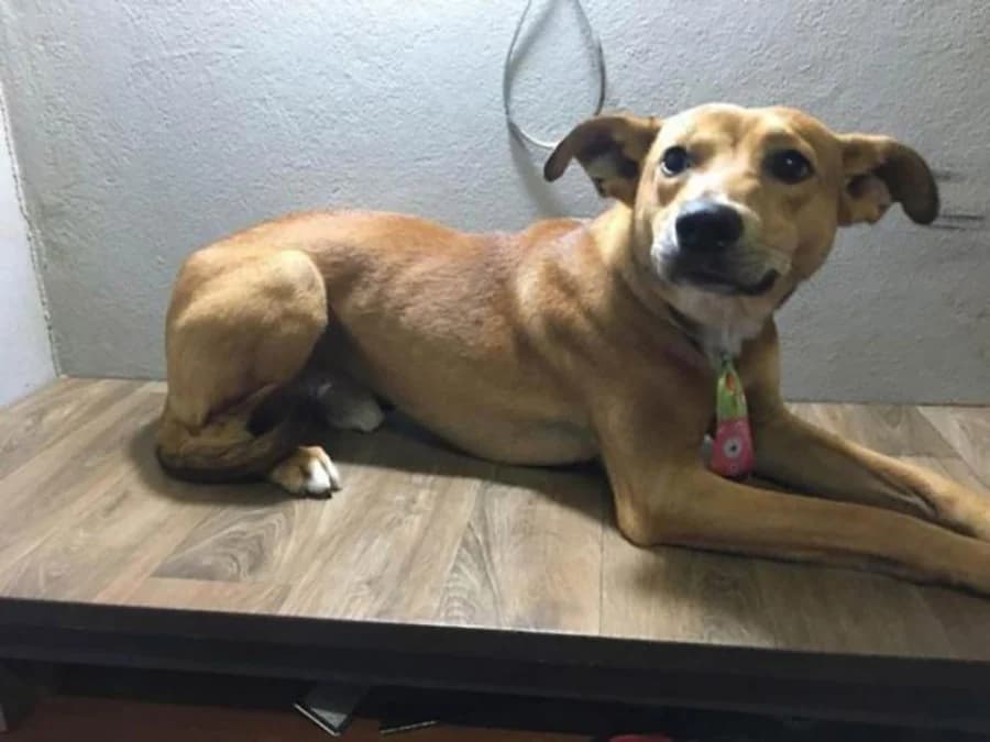 สุนัขจรจัดย่องขโมยหนังสือในร้าน แถมหนังสือที่ขโมยเกี่ยวกับการถูกทอดทิ้ง