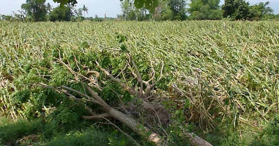 พายุฤดูร้อนถล่มยับ สวนผลไม้ราบ 200 ไร่