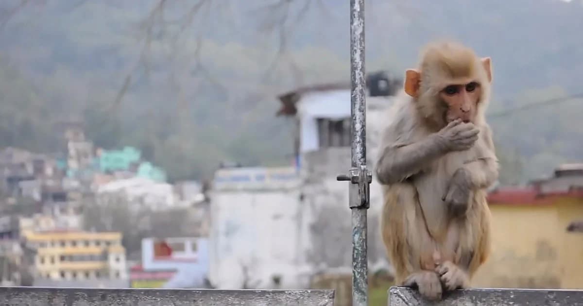 ลิงตายหมู่ ! นับร้อยตัว อินเดียหวั่นโรคระบาด