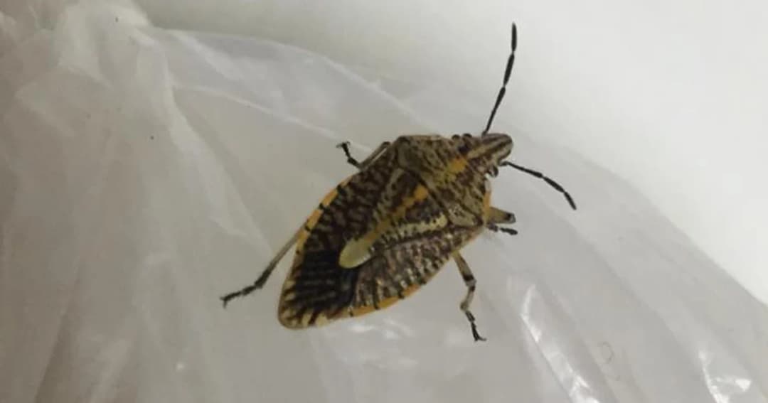 อันตราย ! จับแมลงคั่วกิน พิษแล่นถึงหัวใจ ดับ 2 ราย