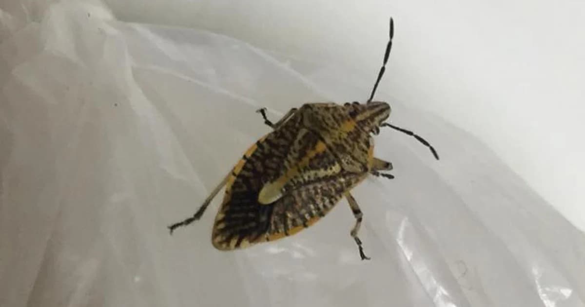 อันตราย ! จับแมลงคั่วกิน พิษแล่นถึงหัวใจ ดับ 2 ราย