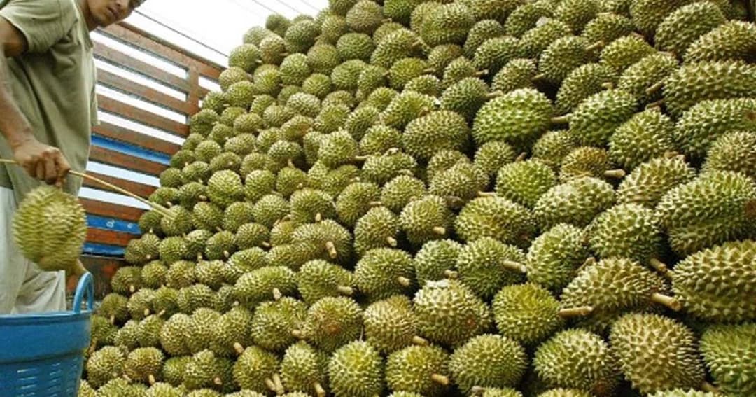 ท้วงจีน ! หลังพ่อค้าหัวใส ย่องขอจดเครื่องหมายการค้า “หมอนทอง”