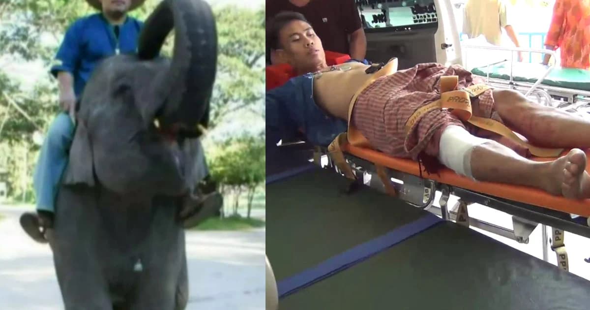 เร่งช่วยชีวิตควาญช้าง หลังถูกลูกช้างใช้งาแทง ขาแป็นแผลฉกรรจ์