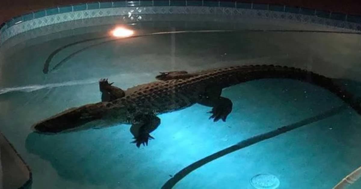 ตะลึง! จระเข้ยักษ์ 3 เมตร โผล่สระว่ายน้ำหลังบ้าน