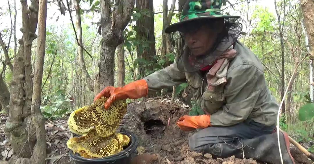 ชาวพะเยา ขุดผึ้งดินหารายได้เสริมช่วงฤดูแล้ง สร้างรายได้งาม