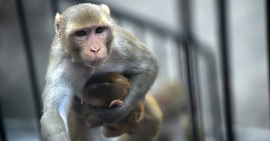 ตำรวจอินเดียไล่ล่า ‘ลิง’ ลักพาตัวทารกวัย 16 วัน ที่เชื่อว่าเป็นเหตุให้เด็กเสียชีวิต