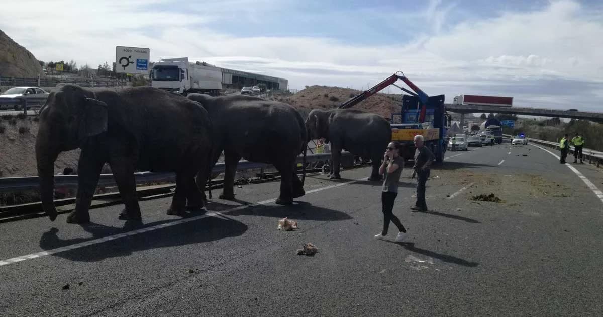 ช้าง 5 เชือก หลุดบนมอเตอร์เวย์ของสเปน หลังเกิดอุบัติเหตุ