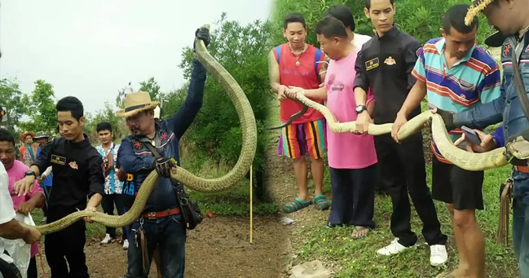 ชาวสระบุรีแจ้งกู้ภัยช่วยจับกองทัพงูเห่า-จงอาง