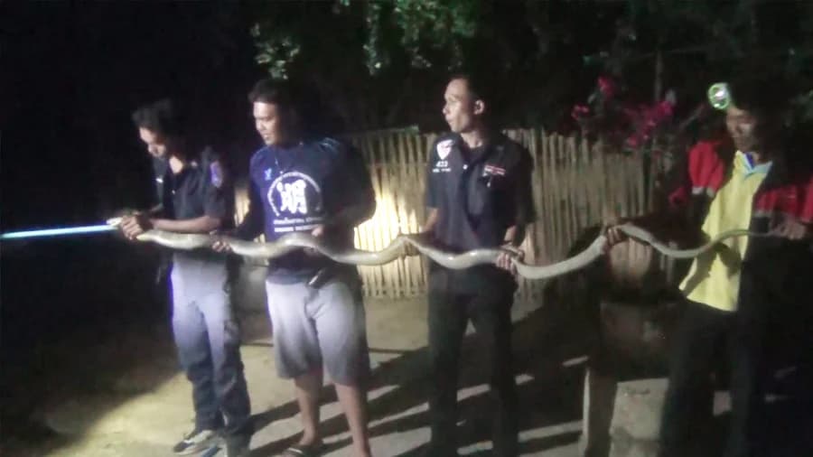 วิ่งหนีอุตลุด ! งูจงอางไล่กัดหนุ่มเลี้ยงวัว เกือบเอาชีวิตไม่รอด