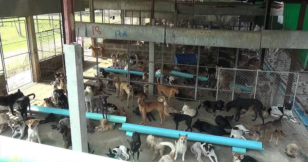 ด่านกักกันสัตว์ ‘นครพนม’ รับสุนัขนับพันตัวดูแล พบทยอยป่วยตาย