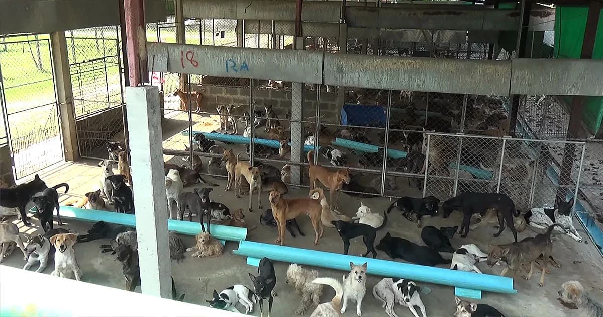 ด่านกักกันสัตว์ ‘นครพนม’ รับสุนัขนับพันตัวดูแล พบทยอยป่วยตาย