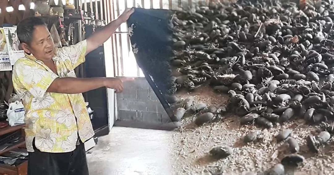 มันมาอีกแล้ว ! แมลงปีกแข็งหลายหมื่นตัวบุกบ้าน