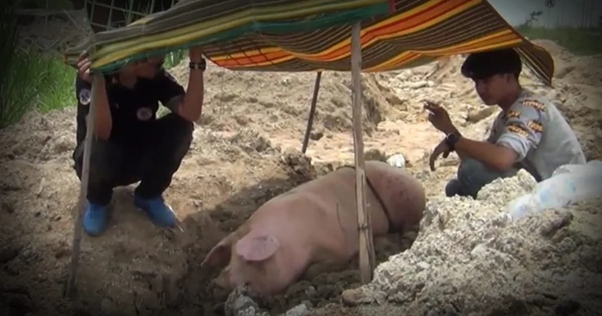 หมูหนีตาย ! กระโดดลงจากรถบรรทุกขณะไปโรงเชือด โชคดีช่วยเหลือทัน