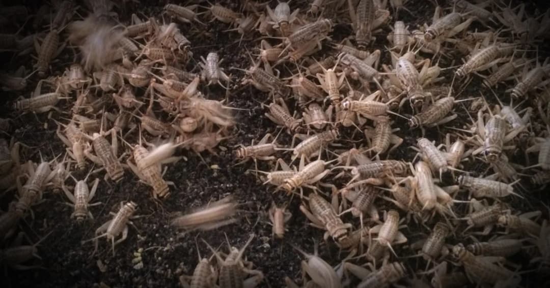 ‘เลี้ยงแมลง’ สร้างรายได้เสริมหลังฤดูทำนาให้ชาวสุรินทร์