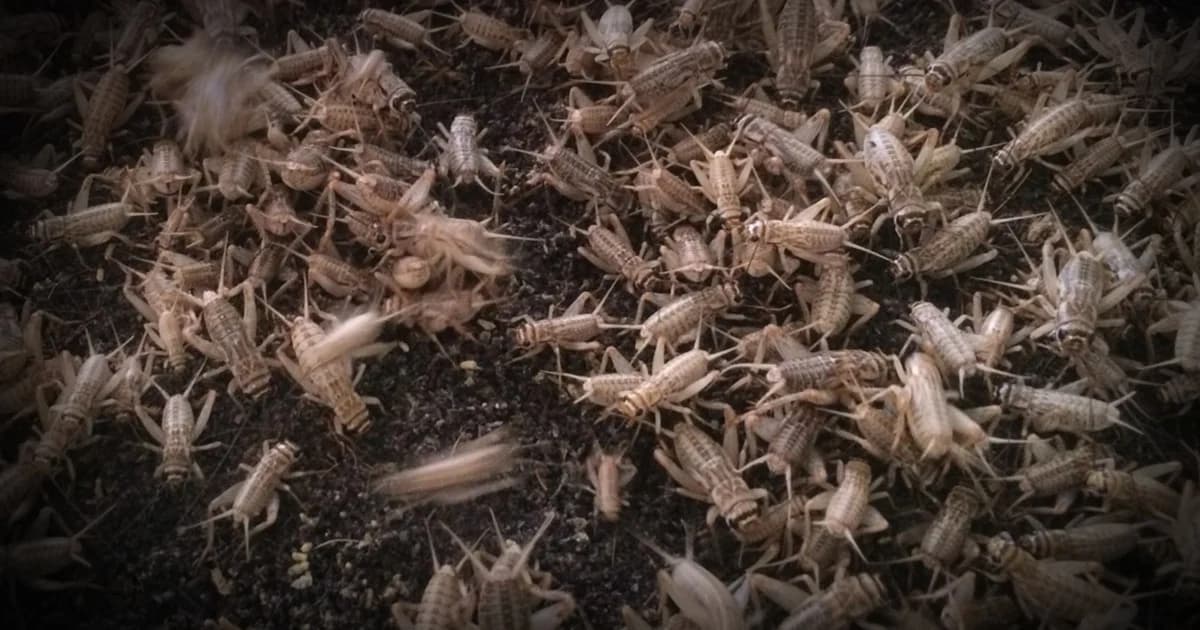 ‘เลี้ยงแมลง’ สร้างรายได้เสริมหลังฤดูทำนาให้ชาวสุรินทร์