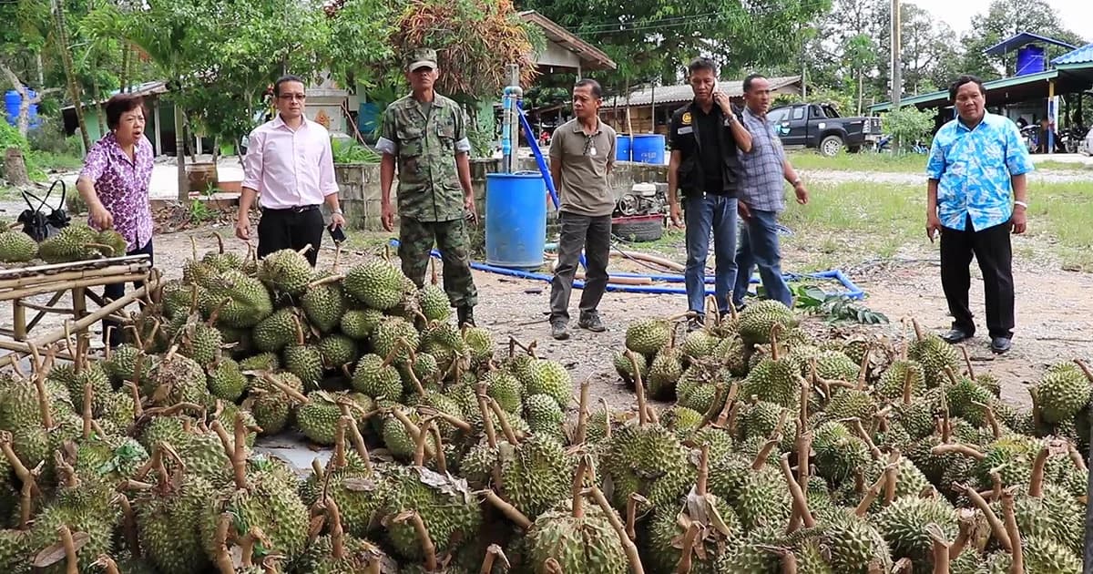 พายุฤดูร้อน พัดถล่มสวนทุเรียน สูญกว่า 15 ล้าน