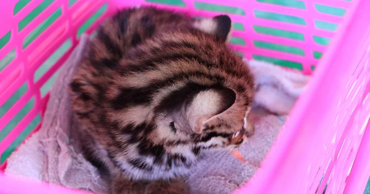 ชาวบ้านพบลูกเสือปลา คิดว่าเป็นแมวเลยนำมาเลี้ยง