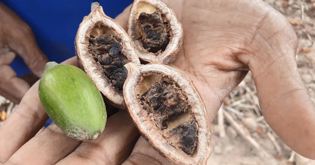 พบ “ผ่าด้าม” ต้นไม้โบราณ นักวิจัยท้องถิ่น เผย ช่วยเสริมสมรรถภาพทางเพศ 