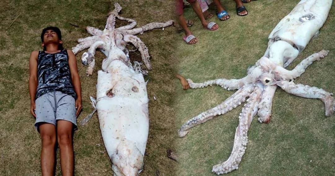 หนุ่มตังเกลากขึ้นฝั่ง หมึกใหญ่ยักษ์ตัวยาวถึง 2.4 เมตร
