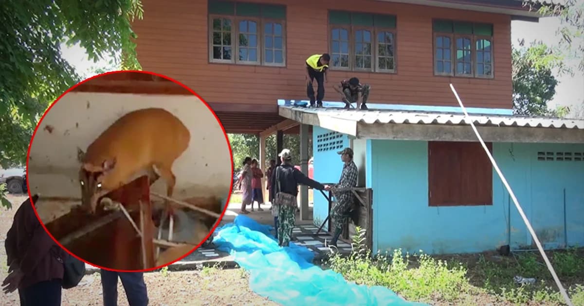 จับกันวุ่น ! จนท.วิ่งไล่เก้งป่าหลงเข้าหมู่บ้าน ตื่นคนพุ่งชนประตูจนทะลุ