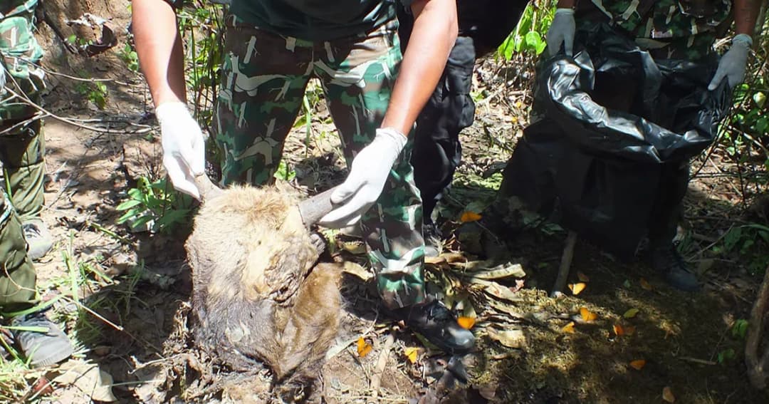 รวบ 2 นายพราน ยิงกระทิงป่าดงใหญ่ชำแหละเนื้อขาย