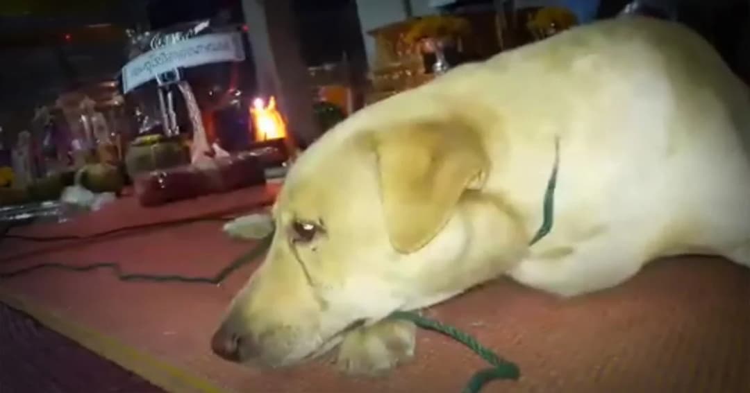 เจอแล้วน้องหมา ! หนีหลบเข้าปั๊ม หลังประสบอุบัติเหตุเจ้าของเสียชีวิต