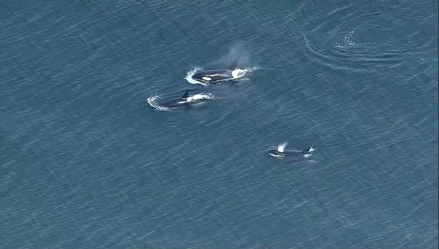 พบวาฬเพชฌฆาตเล่นน้ำ ในอ่าวเมืองซีแอตเทิต